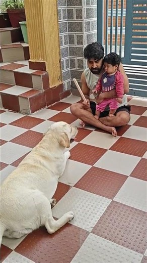 Cute Labrador Retriever 🐶😂 #shorts #labrador #dogs