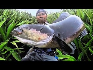 PAKTA SUNGAI RIAU BANYAK DI HUNI IKAN TOMAN MONSTER‼️MANCING TOMAN