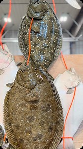 2.1K views · 155 reactions | A work in progress, finalizing the placement of these fish and stringer. Next will be this clients redfish and sea trout stringers to match. | Advanced Taxidermy | Facebook