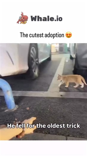 Laugh_leakkk on Instagram: "This viral video, reposted by @catwithaura, depicts a rescuer using food to lure and gently capture a wary orange stray kitten in a dimly lit parking area, humorously captioned with overlaid text “He fell for the oldest trick” to celebrate a successful adoption. - The post’s rapid engagement—75,000+ likes and 1.4 million views within hours—stems from its feel-good appeal, aligning with @catwithaura’s niche of curating wholesome cat content that resonates widely on X.