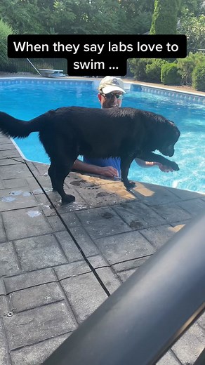 Please tell me someone else has a lab who is scared of water 😂#fyp #dog #labradorretriever #foryoupage #diva #summer #pool