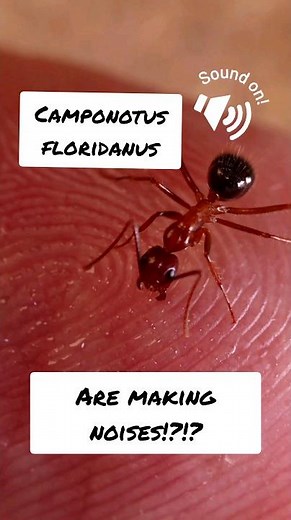 Ants making noise! SOUND ON!!