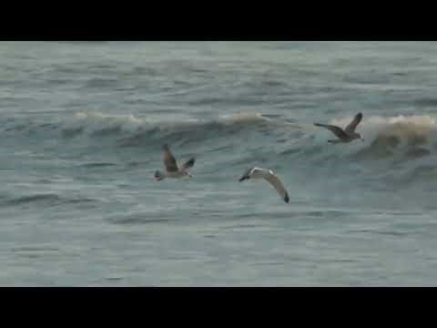 Les cloches de la liberté - Cover "Liberty bells" de Sean Feucht