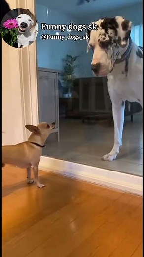 The funniest dog video 😂😂#dog #dogs