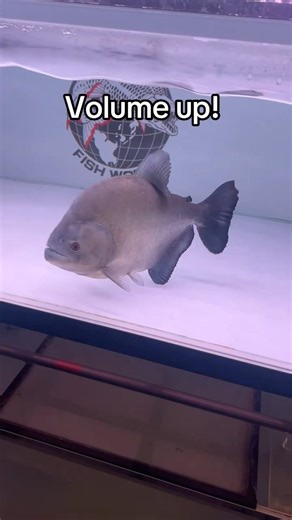 Monster Fish Almost Breaks Aquarium!?