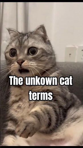 secret language of cats