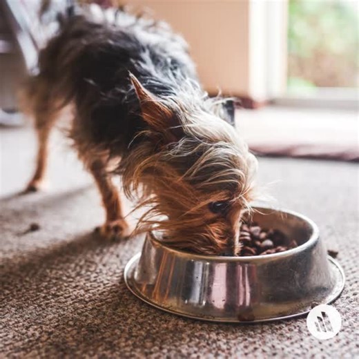 Anthrax is an infectious disease caused by a spore forming bacteria. Although relatively uncommon, dogs can be affected, typically by eating raw or undercooked meat contaminated with spores. Dogs can develop sudden possibly fatal blood poisoning; however, more often, mild, general illness is seen from which they eventually recover with treatment. Learn more: https://mrkmnls.co/3ExiIIr | The Merck Manual for Pet Health | Facebook