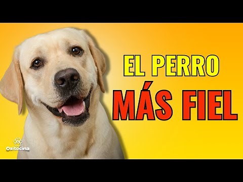 🐶 LABRADOR: THE MOST NOBLE AND LOYAL DOG