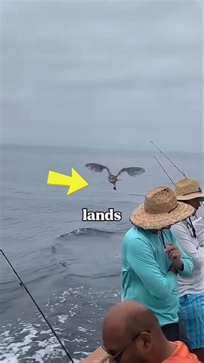 why owls sometimes land on humans
