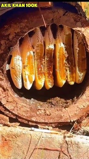 honey harvesting #honey #viral #shorts #bee
