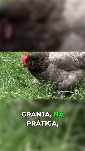 Cálcio para Galinhas O Segredo da Casca Forte