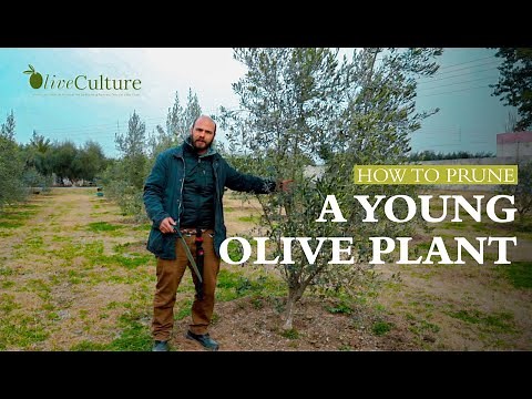 How to Prune a Young Olive Plant | OliveCulture