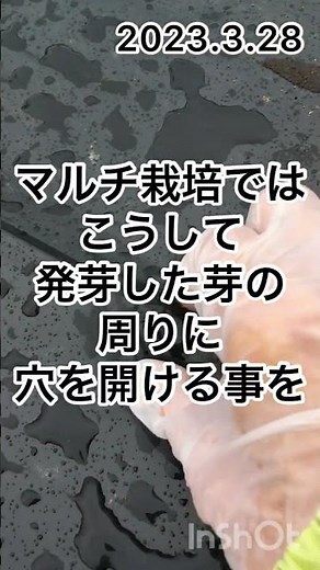 インカのめざめ、発芽し始めました♪ #家庭菜園 #畑#じゃがいも#インカのめざめ #新鮮野菜