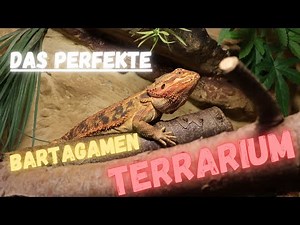 Das PERFEKTE BARTAGAMEN TERRARIUM einrichten! | MaximalWild