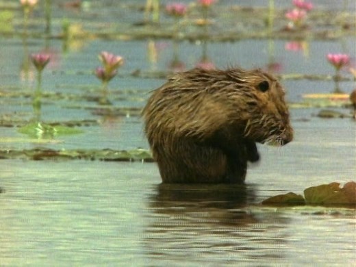 Baby Einstein: Baby Neptune ISO