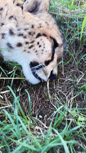 1.8K views · 43 reactions | To save cheetahs we must find them new homes. This cheetah is alive and well. A new home is his next destination. Be sure to follow along for updates on the Panyame Cheetah Project. #wildlifemanagement #sustainableuse #proof #conservation #wildlifeconservation #conservationmatters | The Origins Foundation | Facebook