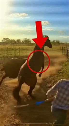 Brave Horse Saves Man From Charging Bull! #HorseSavesMan #HeroHorse