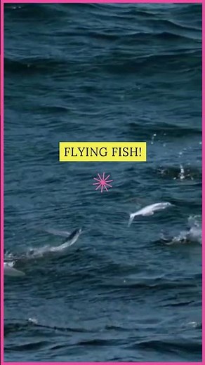 Flying Fish That Can Glide for 200 Meters! 🐟✈️ #shorts