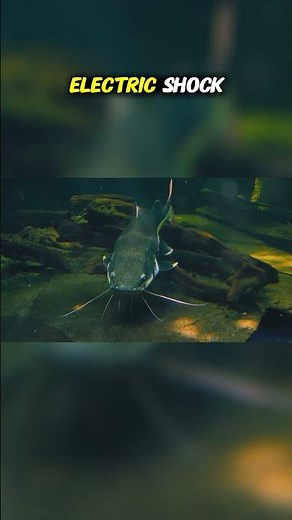 Top Ten Species from the Congo River Basin: The Shocking Electric Catfish