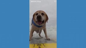 Surfing pups compete in world championship