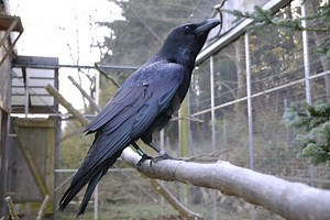 Ravens Spread Negative Emotions to Their Friends, Study Finds