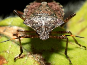 Stink Bugs Are About To Crawl Into Your Homes: What To Do