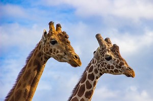 Como fazer download de imagens do Google, usando Python (2021)