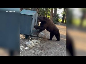 Anger over Lake Tahoe black bear being euthanized after run-ins with humans