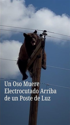 Un Oso Muere tras Trepar a un Poste de Luz