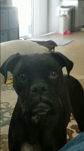 🐶 Adorable Little Boxer Dog! Too Cute to Handle! 💕