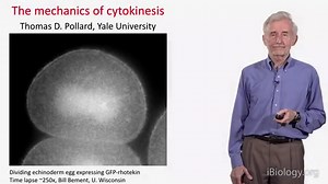 Cell Motility and Cytokinesis • iBiology