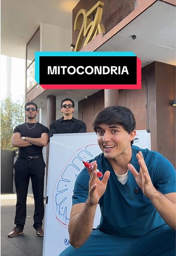 Mitocondria: Energía y Fisioterapia