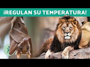 WHAT are ENDOTHERMIC ANIMALS? 🦇🐘 DIFFERENCE between ENDOTHERMIC and ECTOTHERMIC ANIMALS