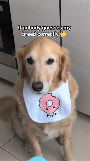 wrong answers only... please 🙏 #dog #dogs #dogshorts #shorts #goldenretriever
