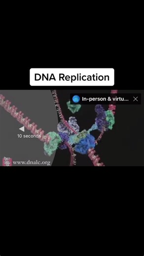 Understanding DNA Replication Process in Cells