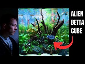 I MADE A NEW HOME FOR MY ALIEN BETTA! Aquascape Tutorial