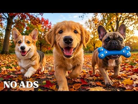 12 HOURS of Dog TV for Dogs to Watch 🐶 Cozy Puppy Dreams & Gentle Music for Restful Sleep