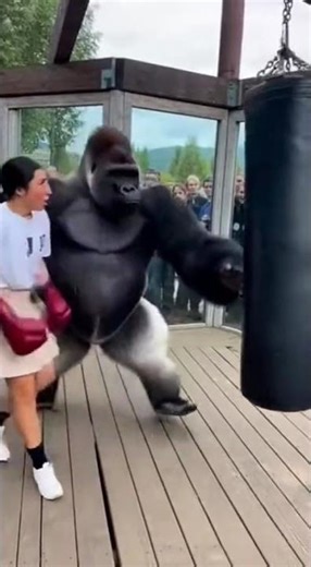 Everyone Thought the Gorilla Hit Hard… Then SHE Stepped Up 😳💥