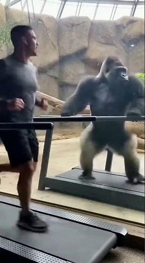 Gorilla Tries to Run Like a Human… FAIL 😂🦍