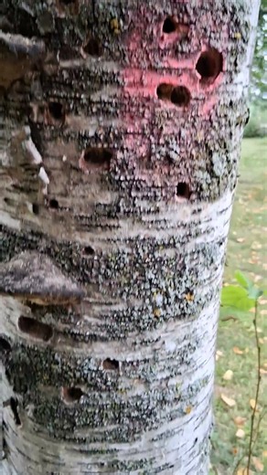 I Noticed Holes in This Tree. But That's NOT The Strange Part #shorts