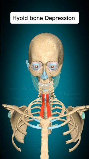 Sternohyoid Muscle Action| Hyoid Bone Depression #3danimation #ytshorts