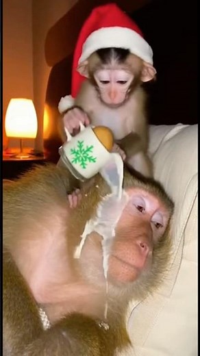 Monkey Eating Christmas Cookie 🤣🤣🤣 #christmas #cookies #funnymonkey #monkey #funnyvideo #fyp