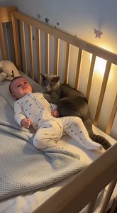 There’s a Reason Cats Calm Humans Down | Margot The Russian Blue Cat