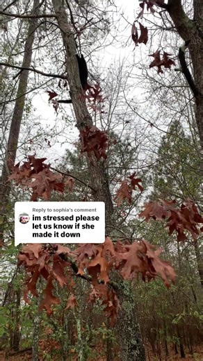 Helping a Scared Cat Feel Safe Again