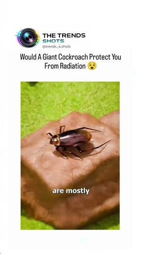 Hiding Inside a Giant Cockroach to Survive a Nuclear Blast💥#shorts #shortvideo #short #viralvideo