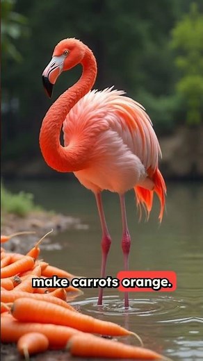 Flamingos colorful due to their diet