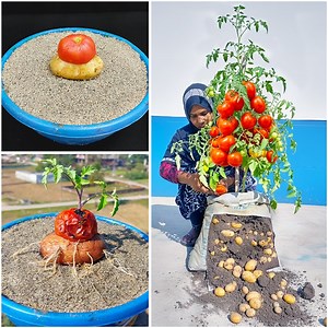 50K views · 498 reactions | Try this easy tricks for growing potato & tomato together at same time | Home planting hack | Rana Craft | Facebook