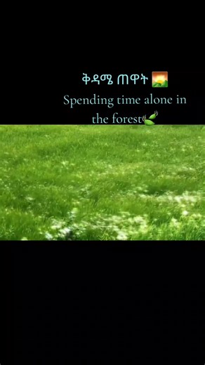 #forest#90s#capcut_edit @ethio__