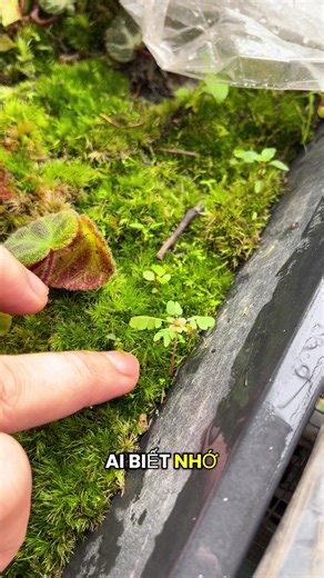 Cách ươm rêu của mình #viral #MIN #plants #decor #terrarium