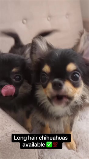 Long Hair Chihuahuas - Potty Trained & Vaccinated!